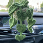 Pre-order Car plant Pothos