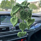 Pre-order Car plant Pothos