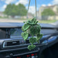 Pre-order Car plant Pothos