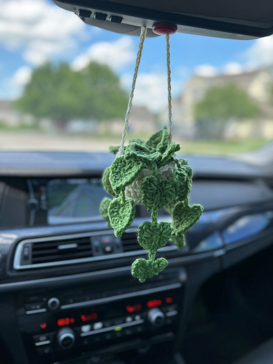 Pre-order Car plant Pothos